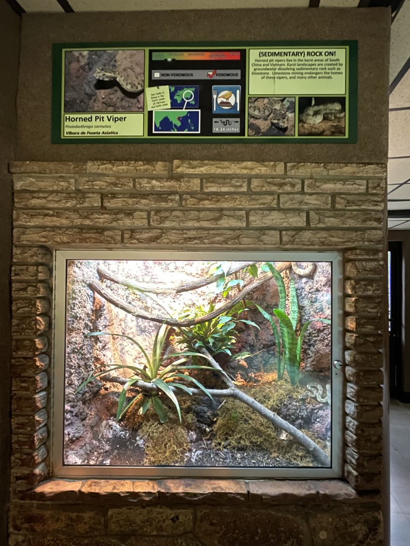 Horned pit viper (Protobothrops cornutus)