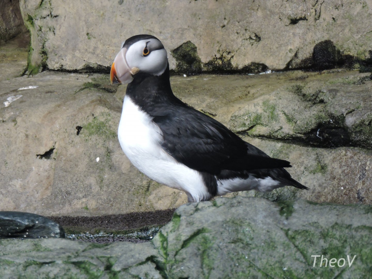 Horned puffin [2015]