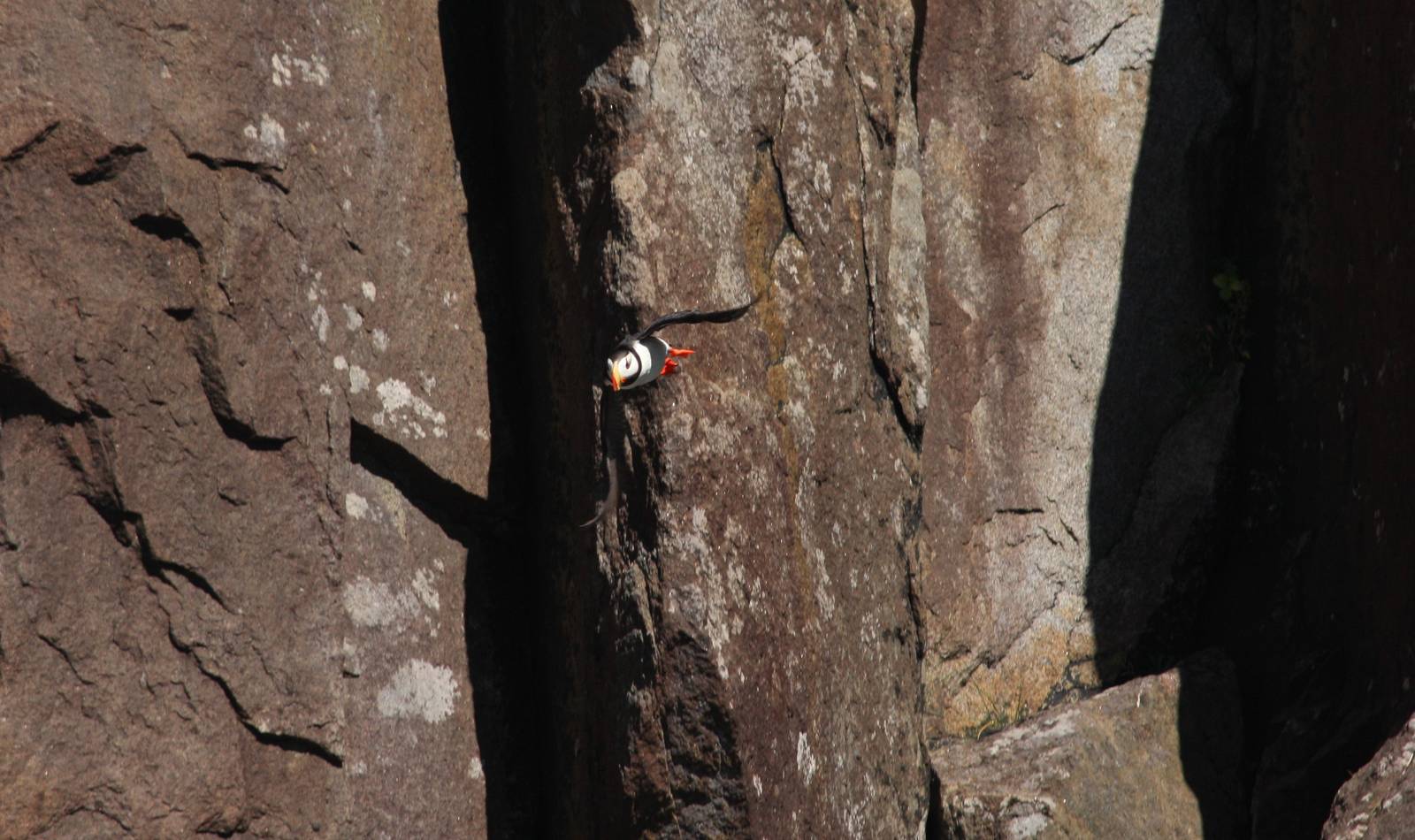 Horned Puffin - Alaska