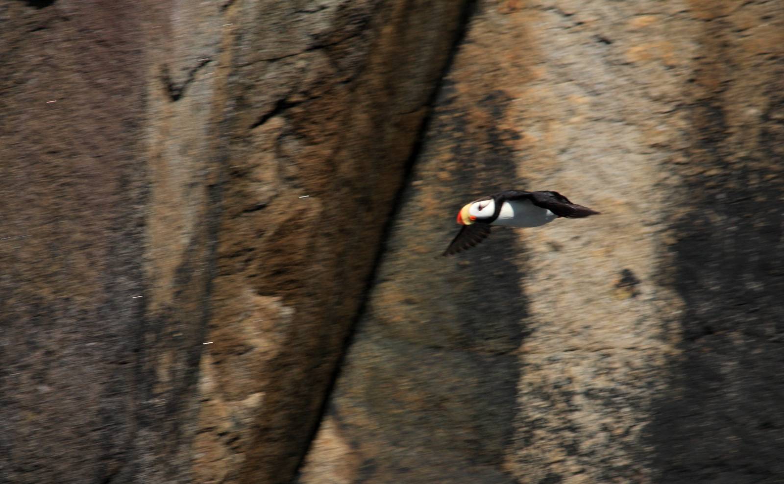 Horned Puffin - Alaska