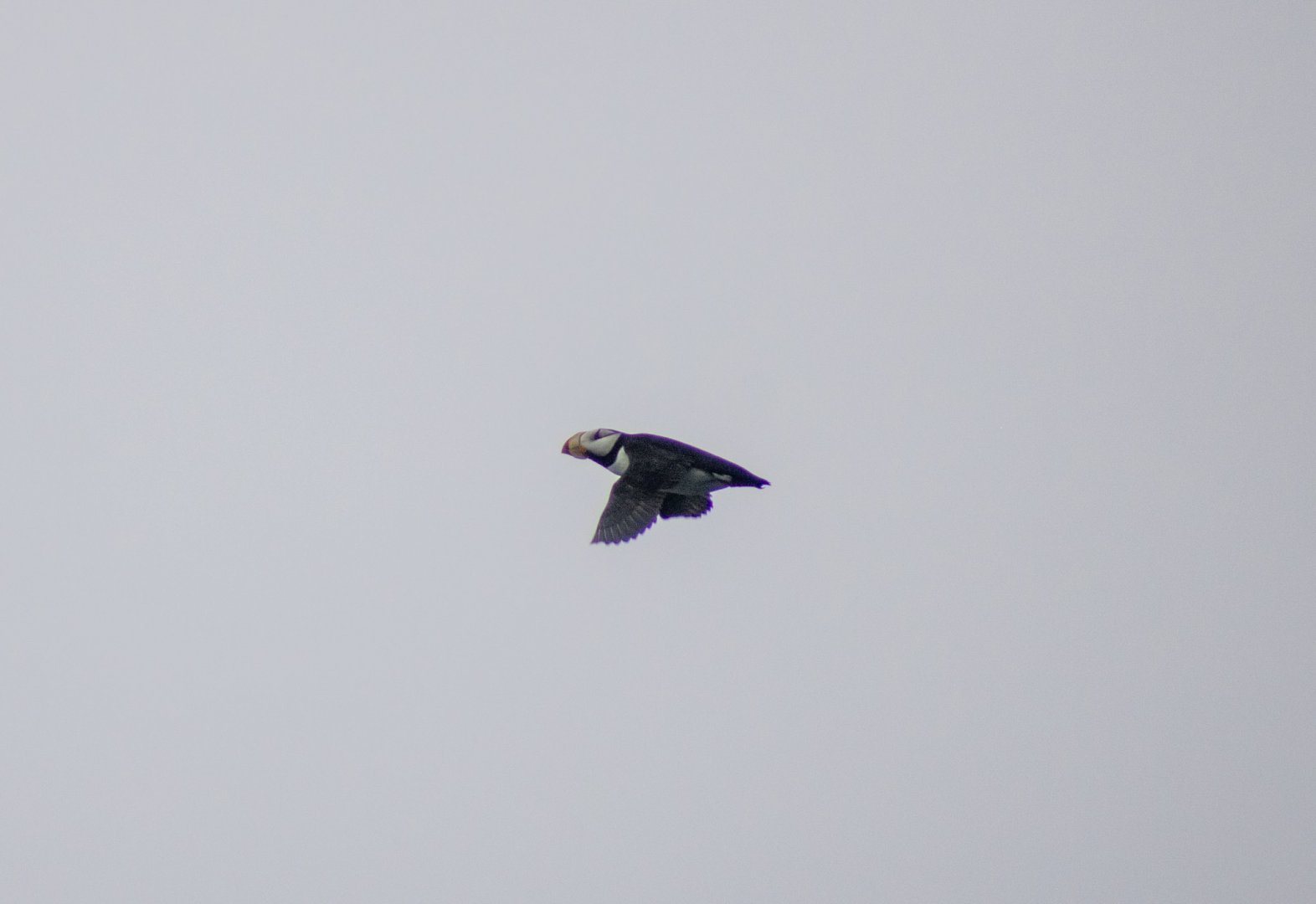 Horned Puffin - Alaska