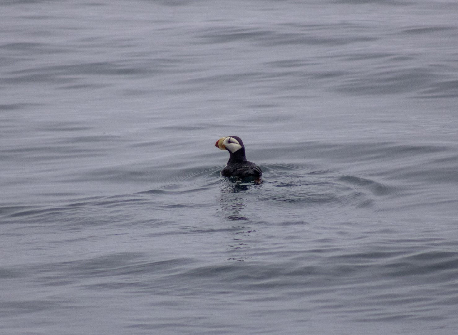 Horned Puffin - Alaska