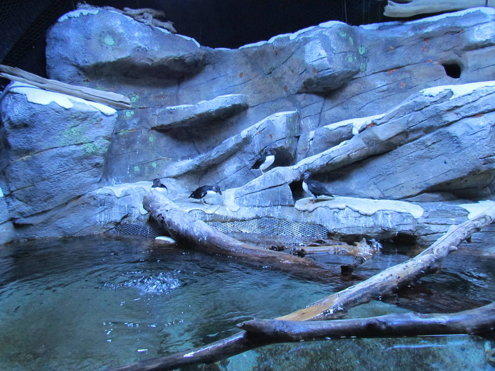 Horned Puffin Exhibit