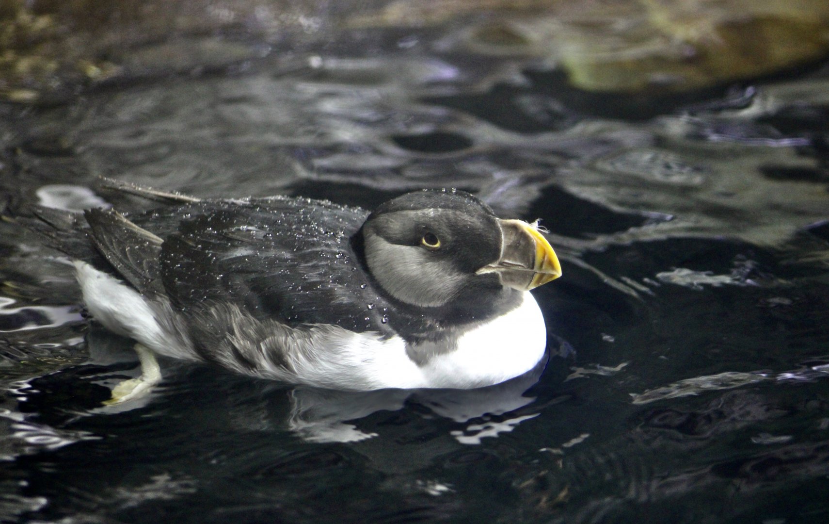 Horned Puffin (Fratercula corniculata) winter plumage
