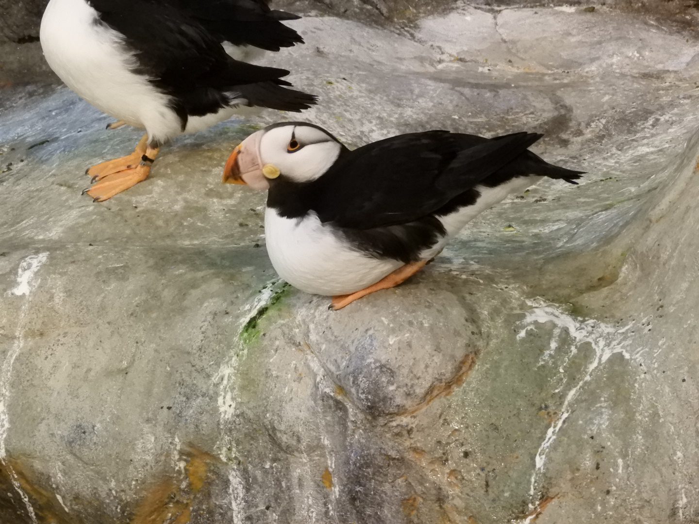 Horned Puffin (Fratercula corniculata)