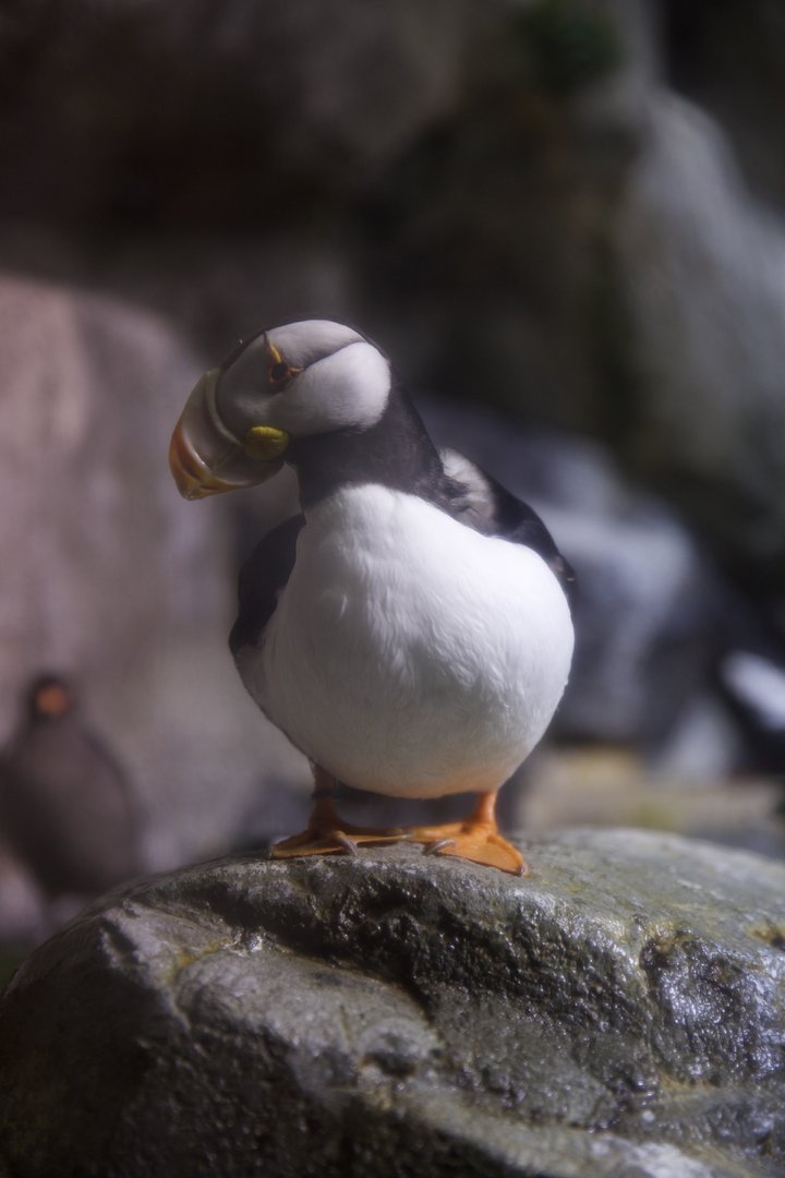 Horned puffin/ Fratercula corniculata