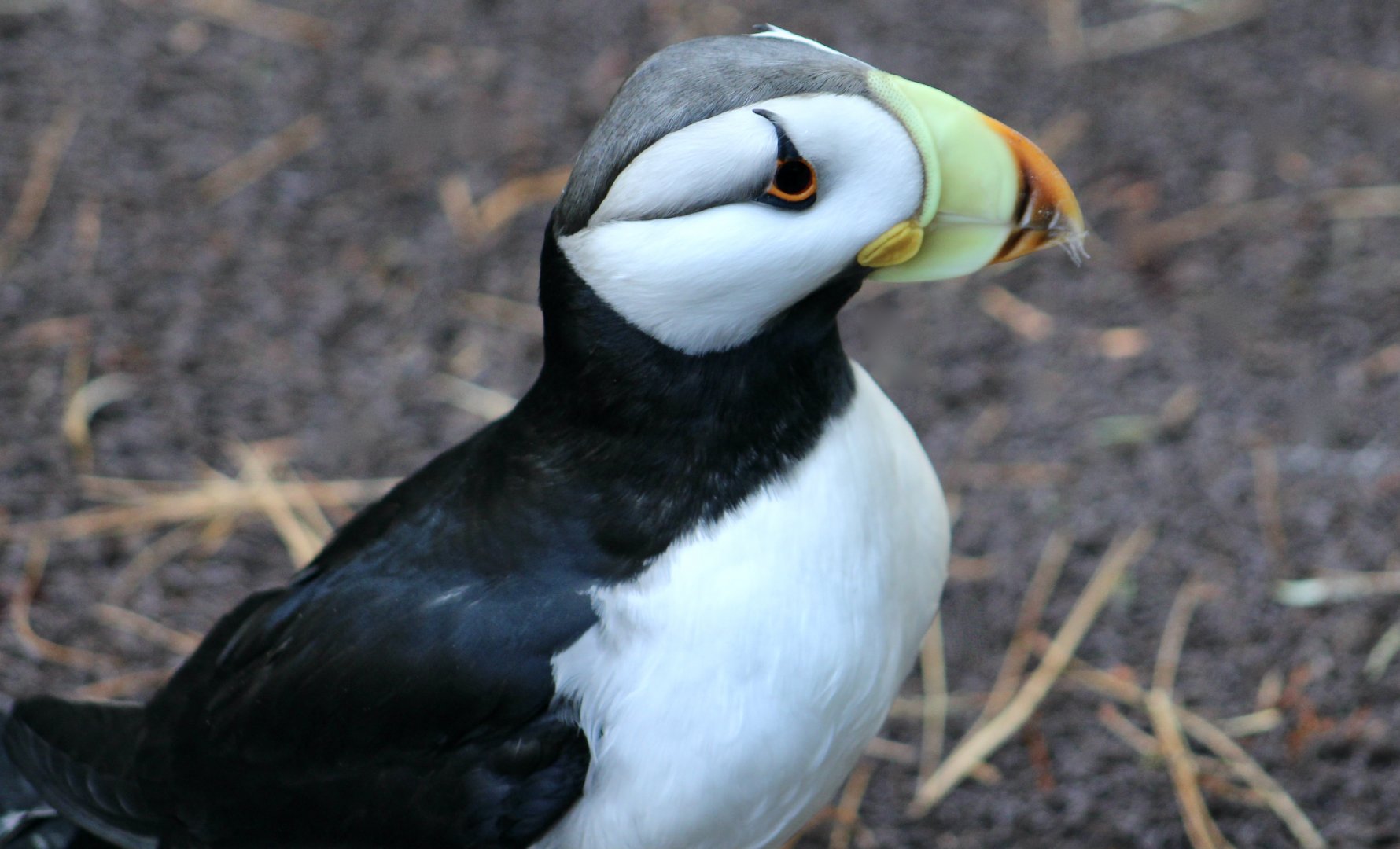 Horned Puffin (Fratercula corniculata)