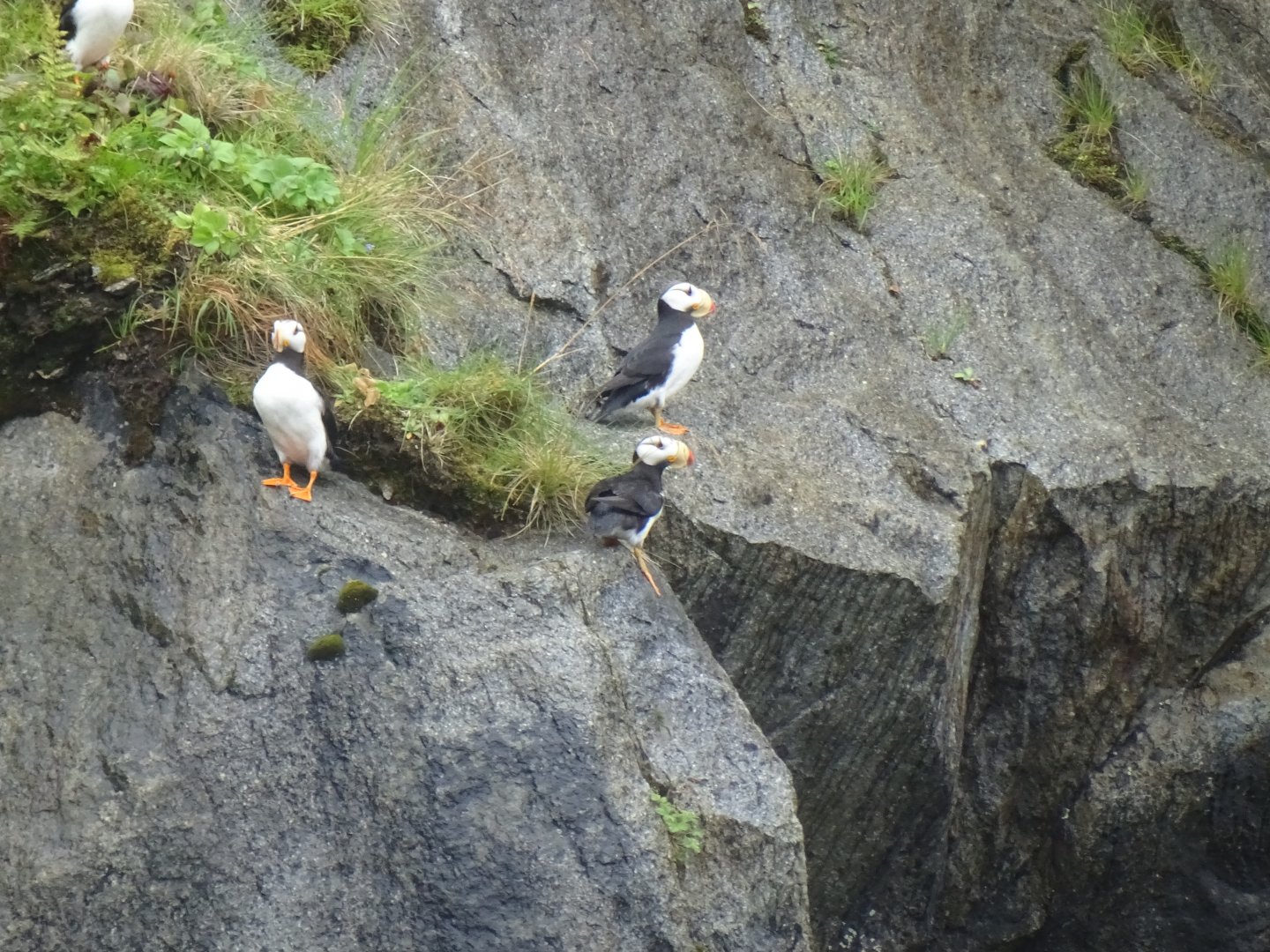 Horned puffin (Fratercula corniculata)