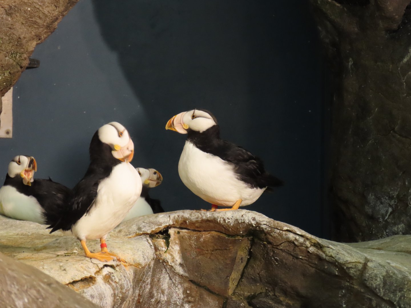 Horned Puffin (Fratercula corniculata)