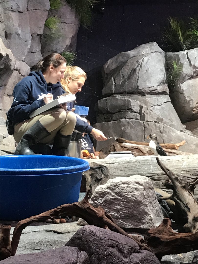 Horned puffin/keepers