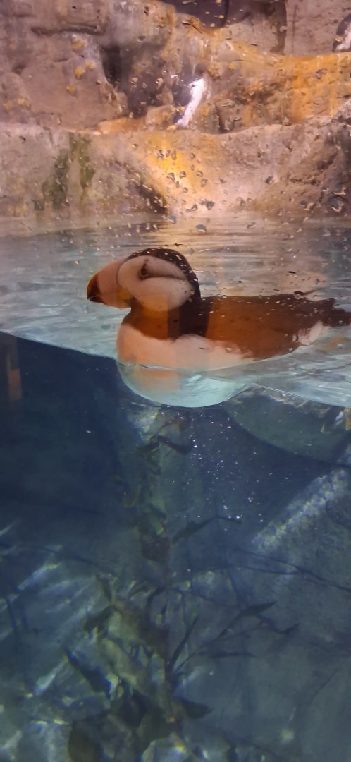 Horned puffin looking out the glass window while in the water