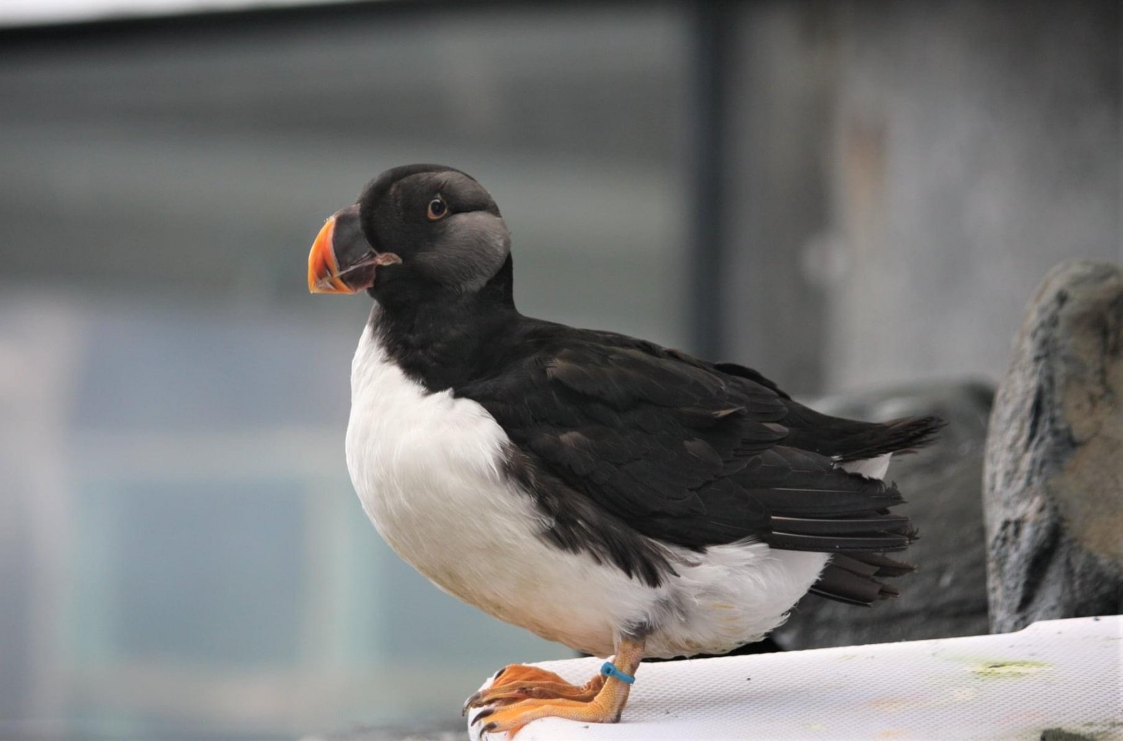Horned Puffin - October 2020