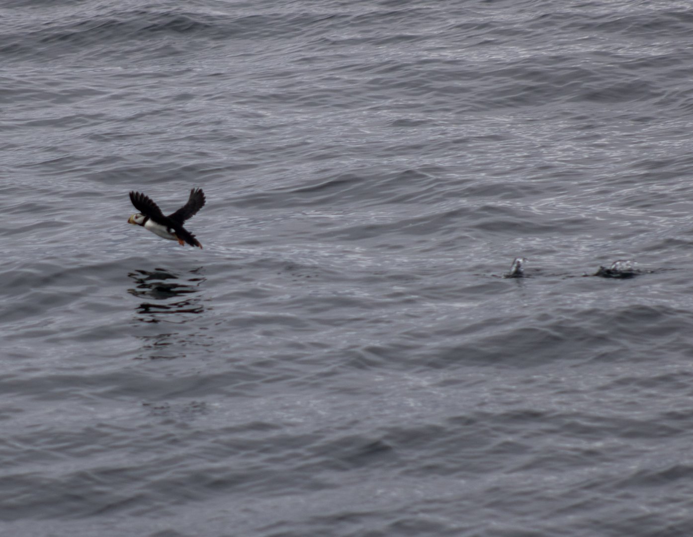 Horned Puffin taking flight - Alaska