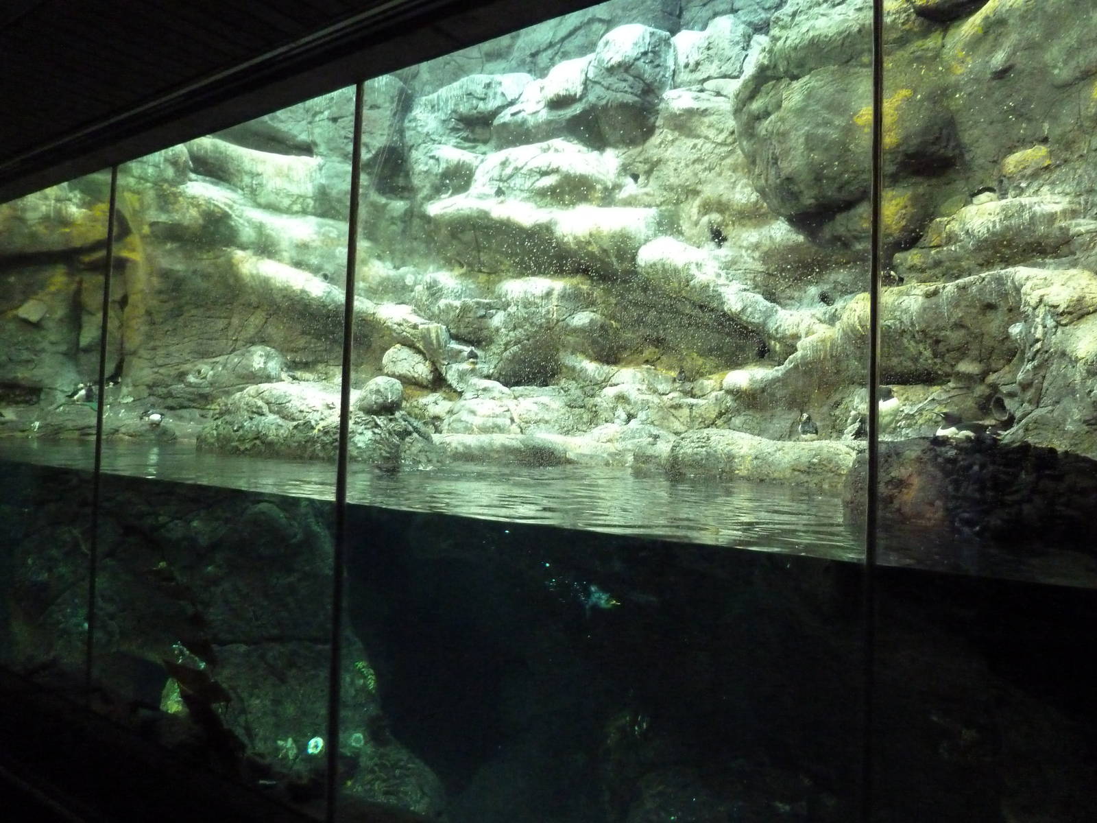 Horned Puffin/Thick-Billed Murre/Parakeet Auklet Exhibit