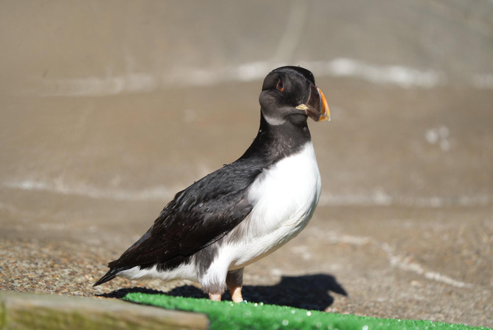 Horned Puffin (Winter plumage)