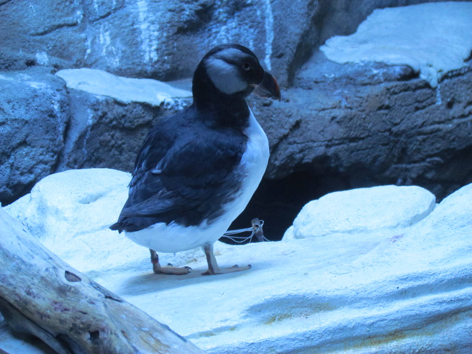 Horned Puffin