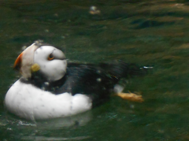 Horned puffin
