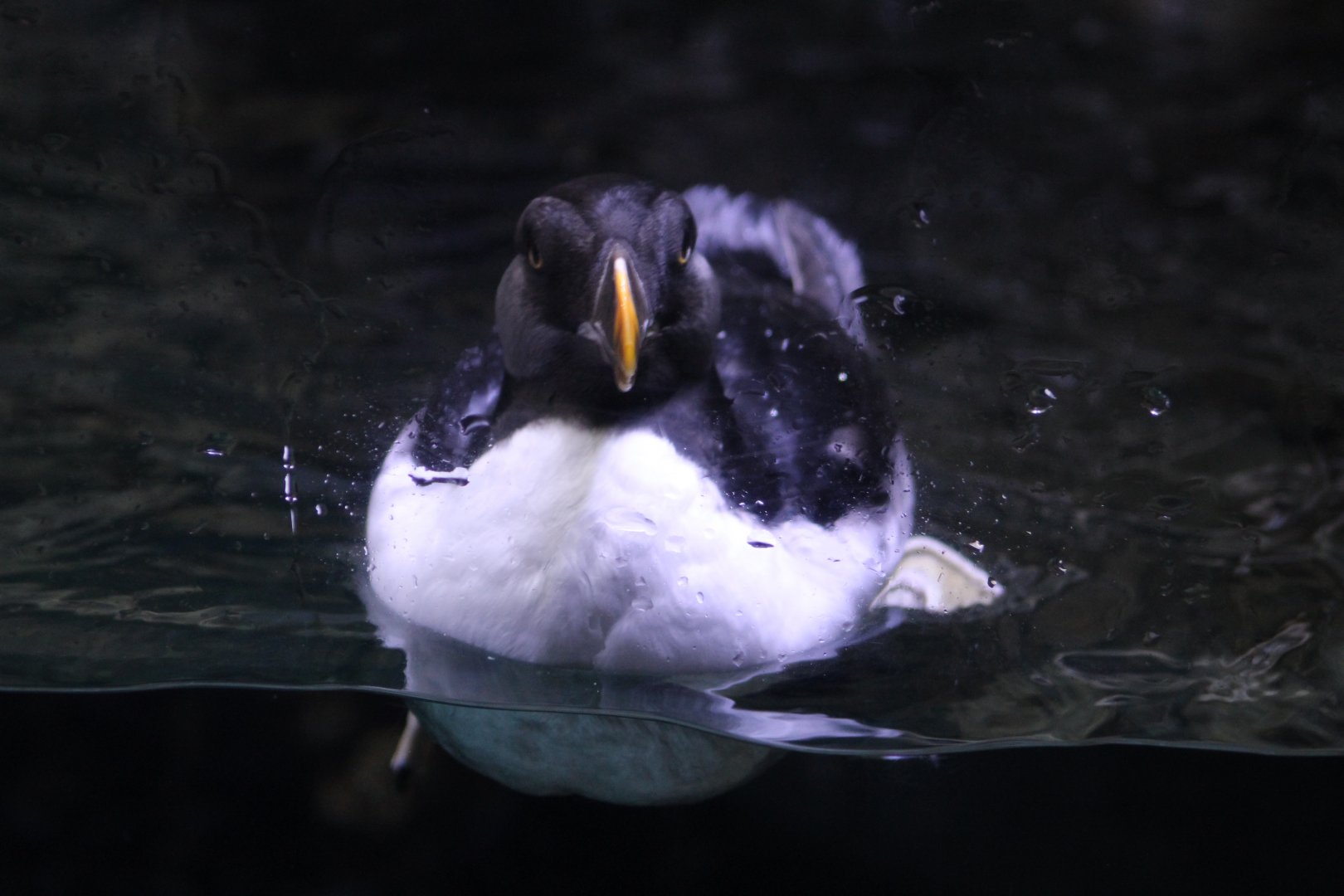Horned Puffin