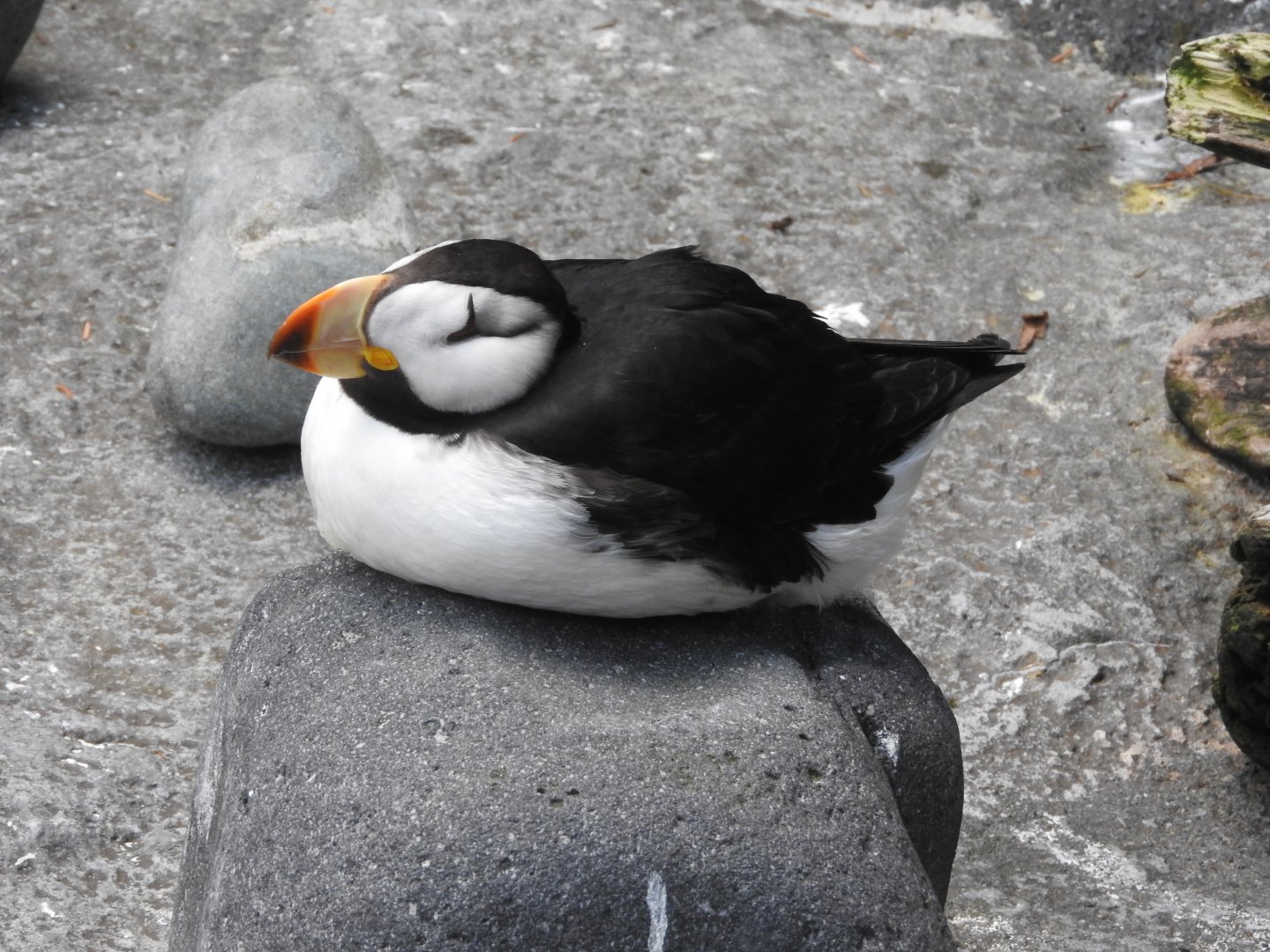Horned Puffin