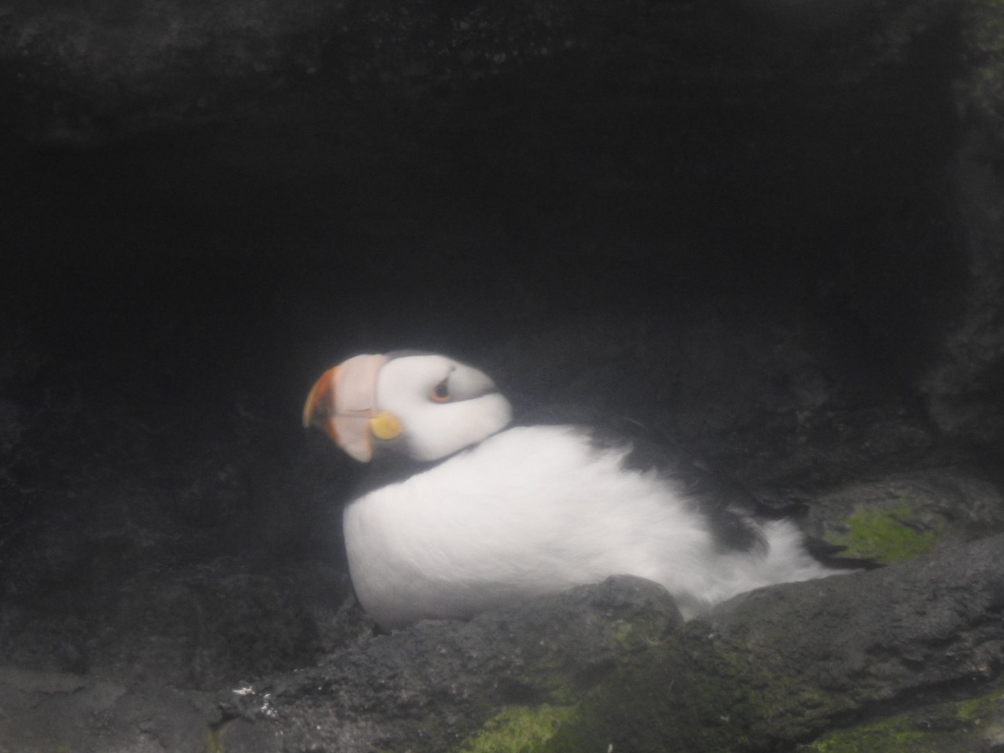 Horned Puffin