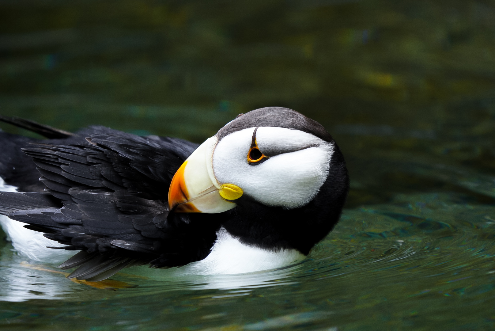Horned Puffin