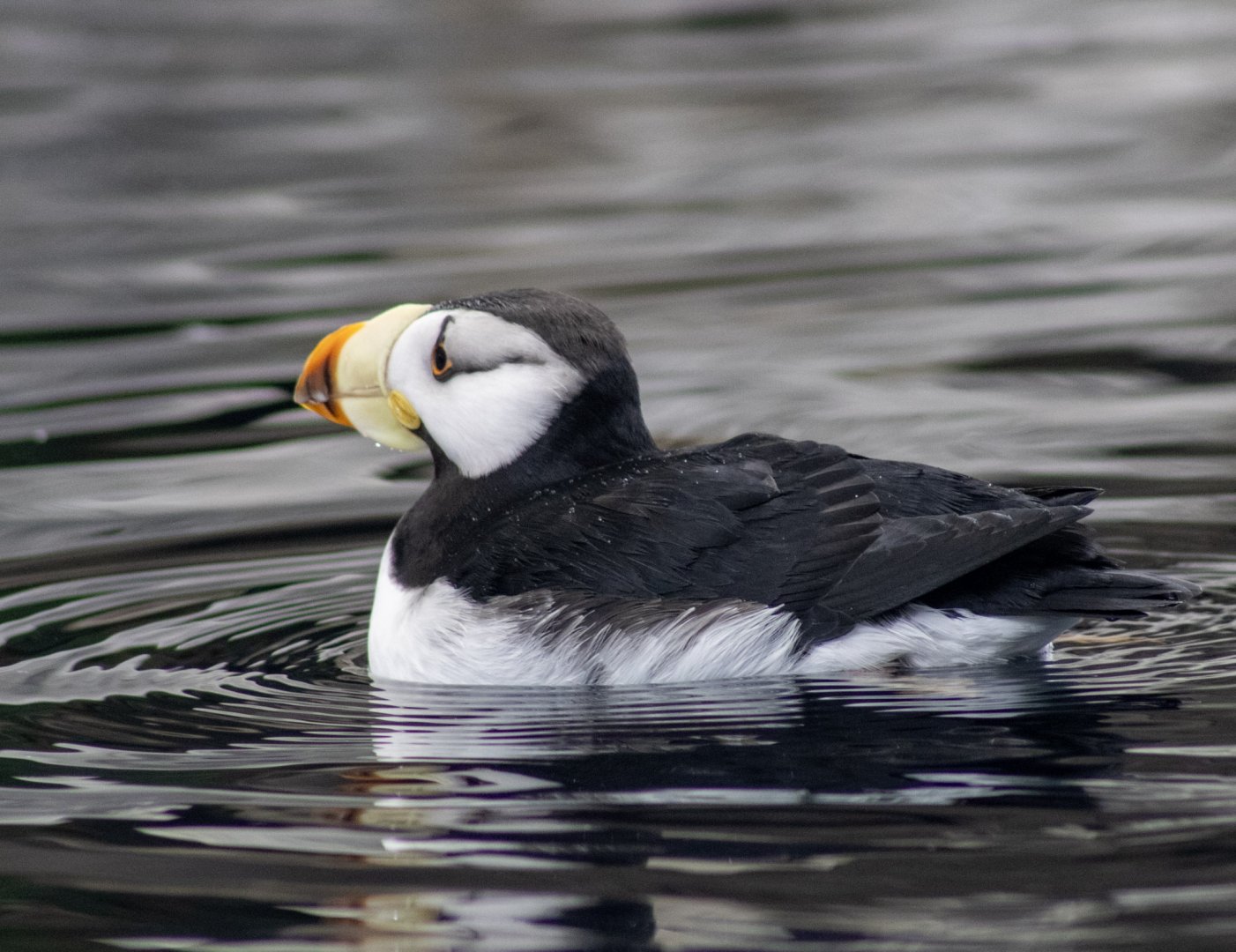 Horned Puffin