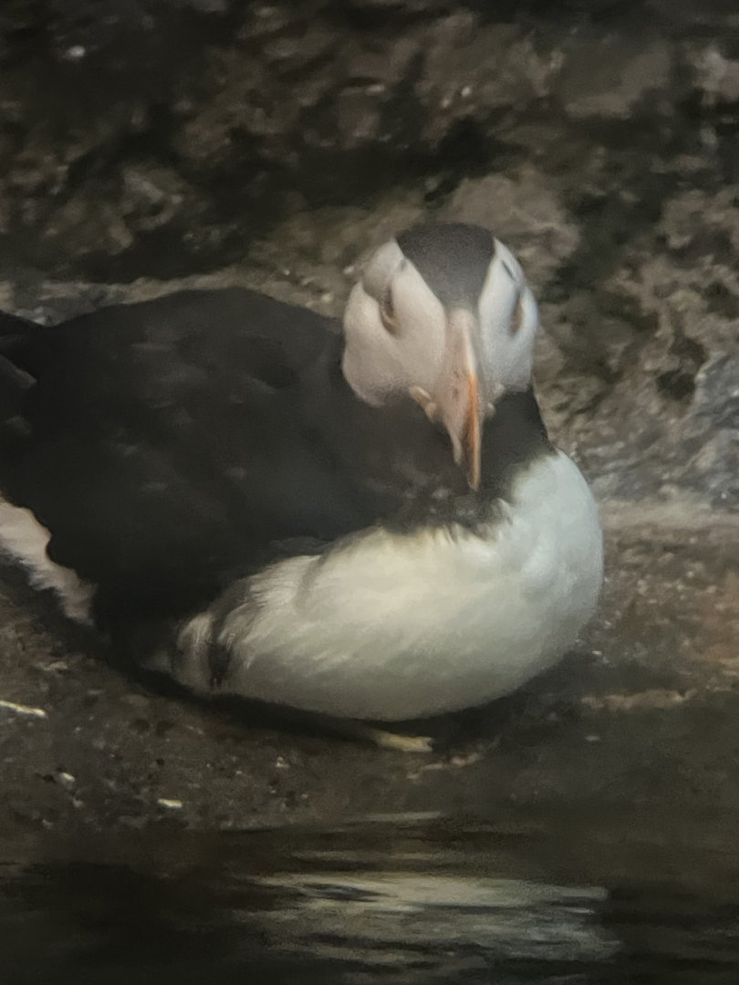Horned Puffin
