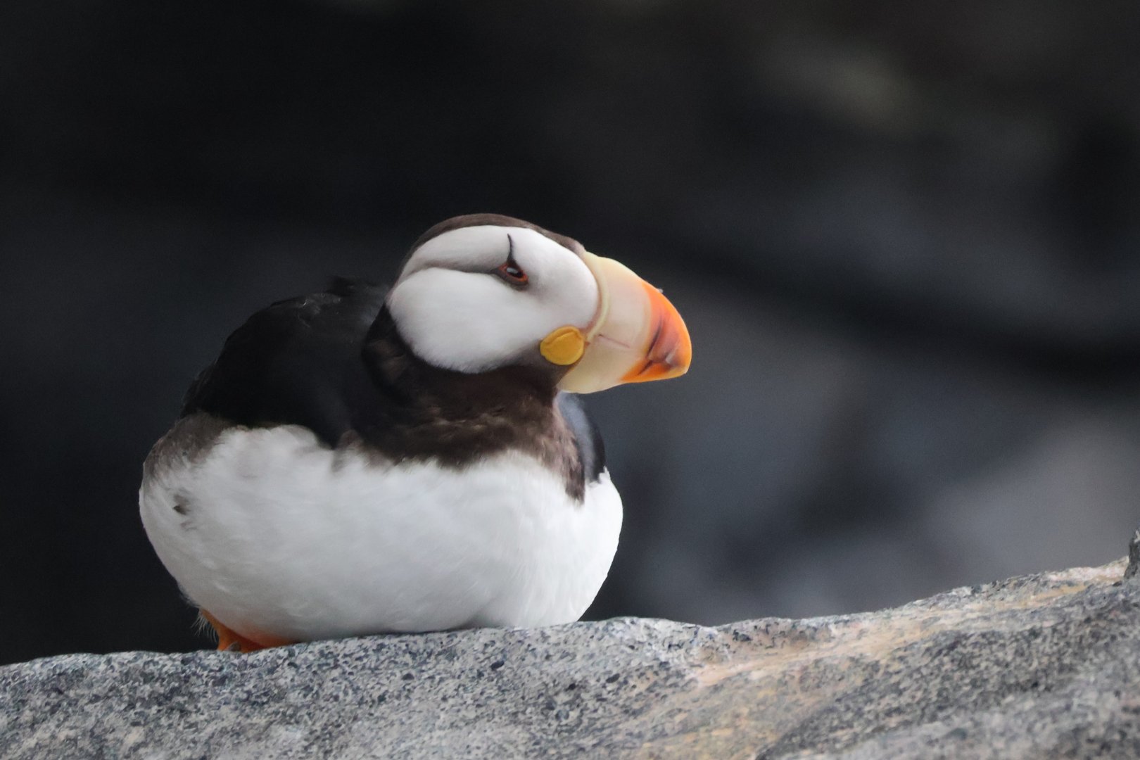 Horned Puffin