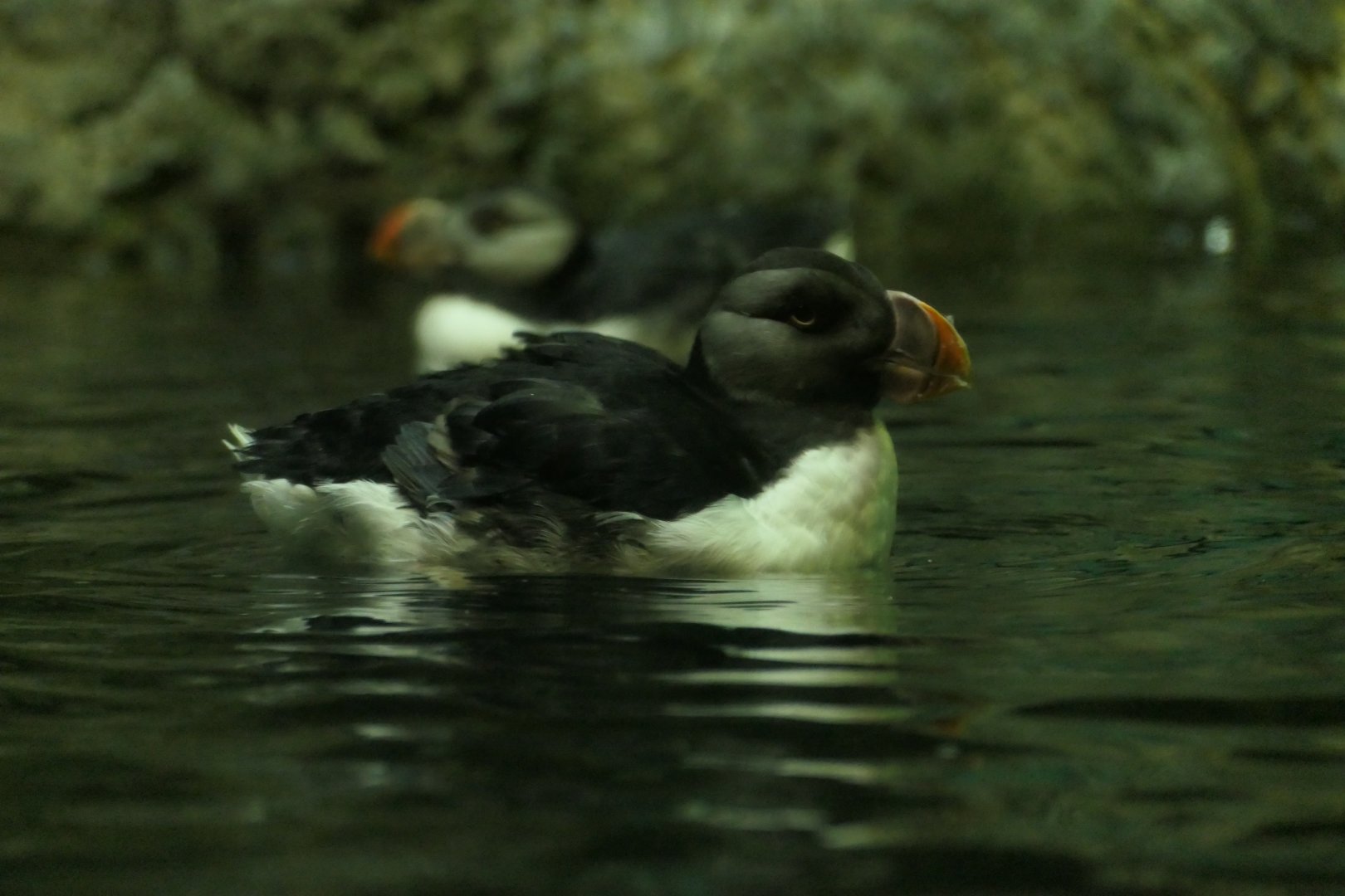Horned Puffin