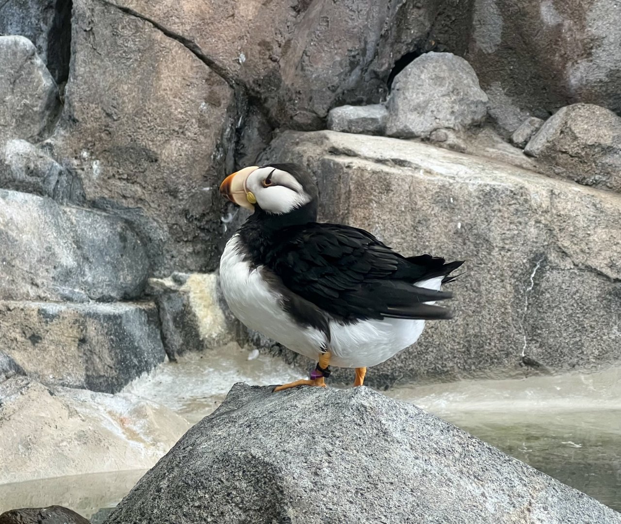 Horned Puffin