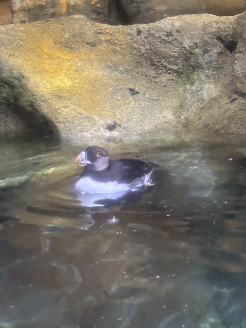 Horned Puffin