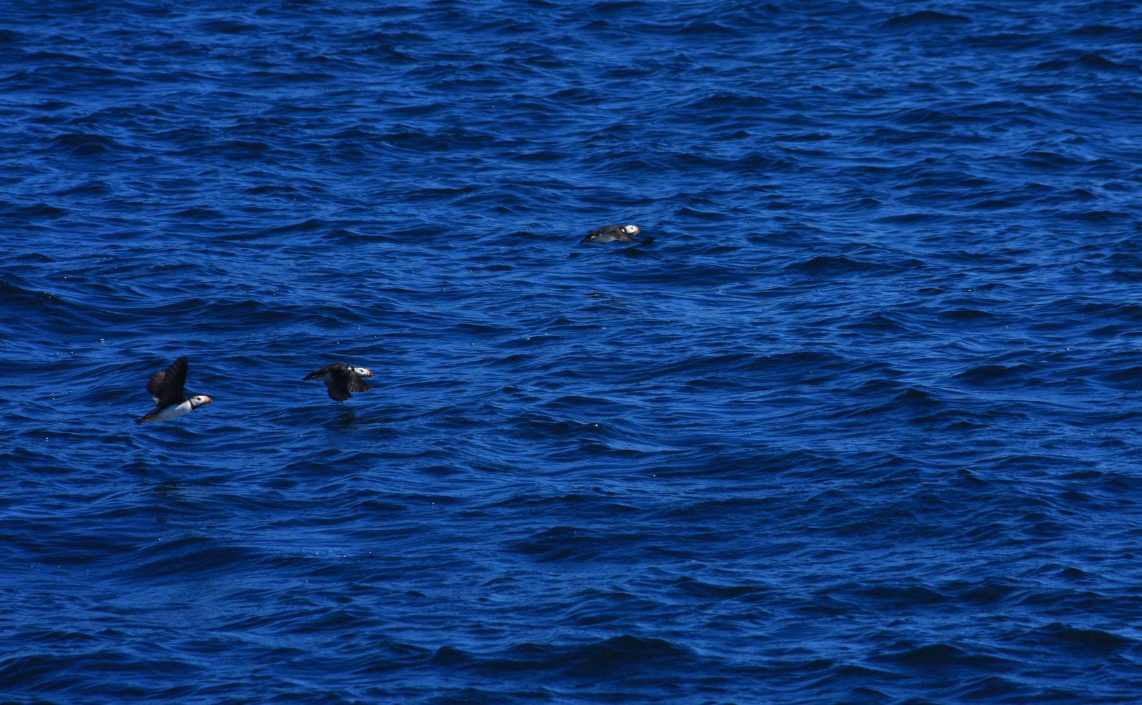 Horned Puffins - Alaska