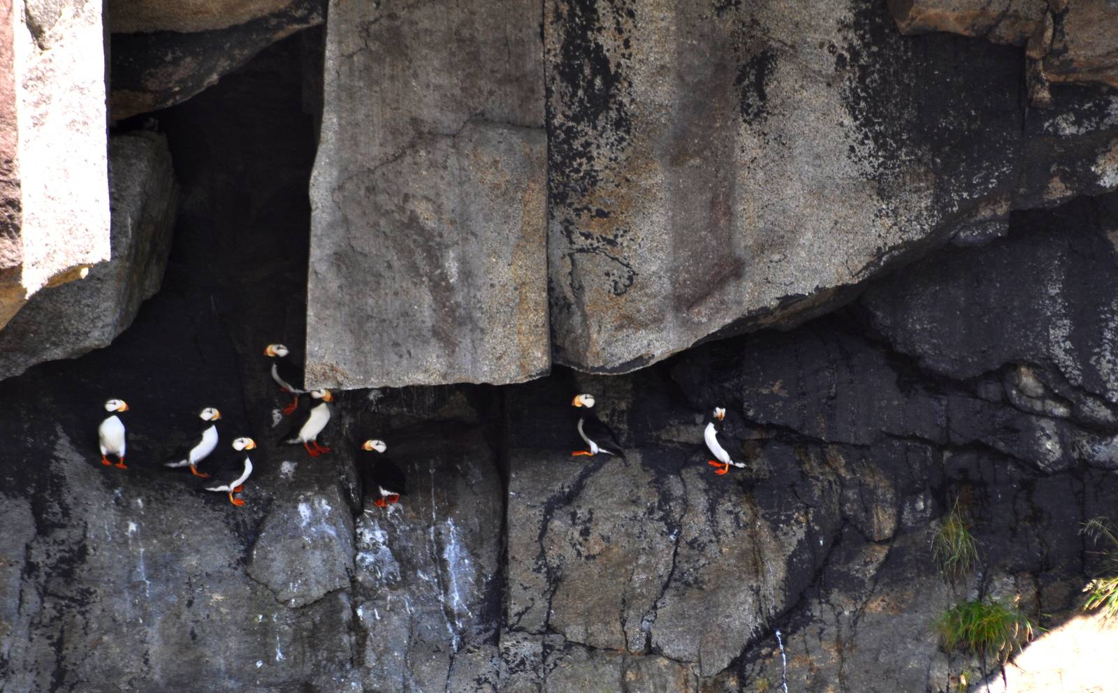 Horned Puffins - Alaska