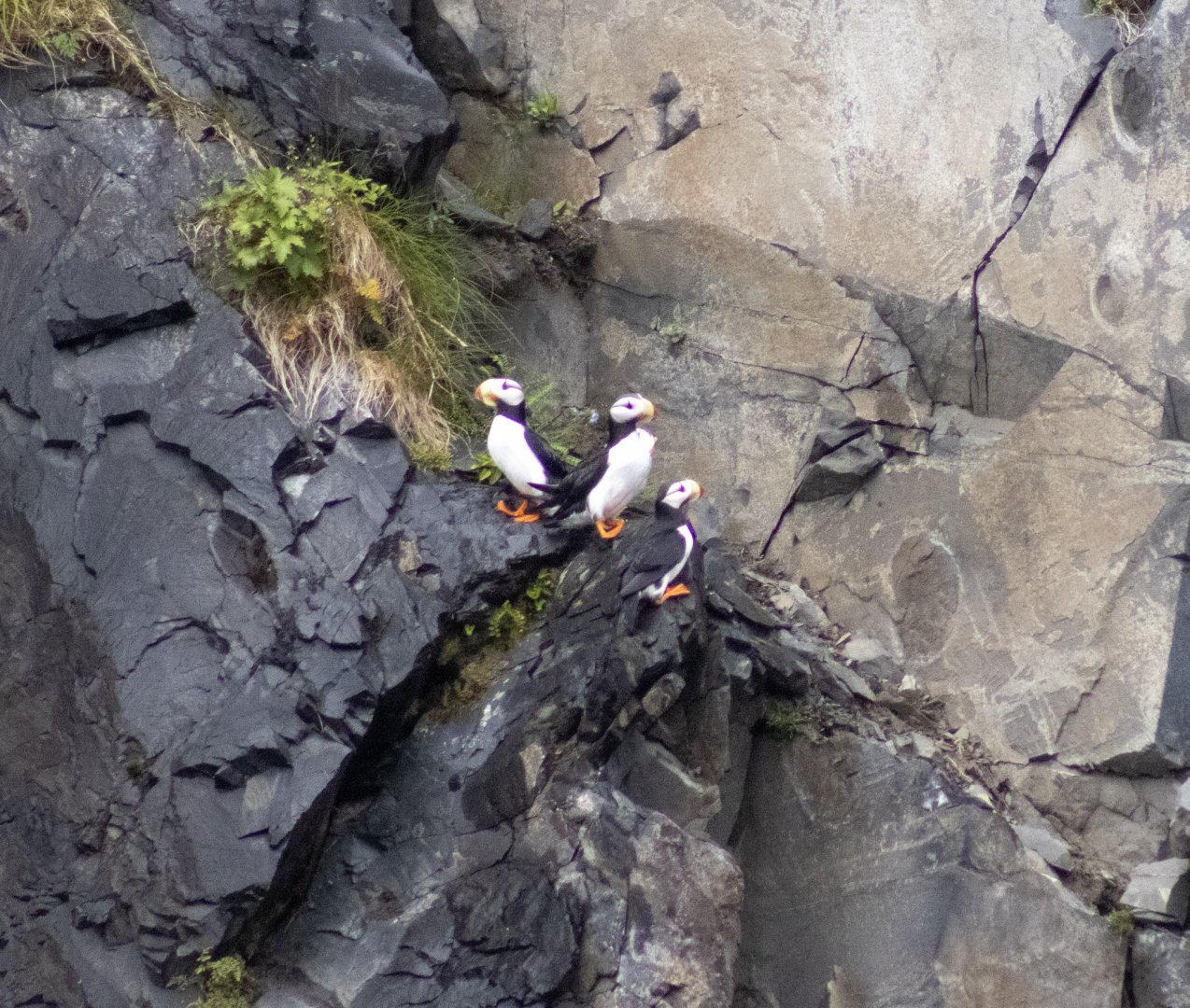 Horned Puffins - Alaska