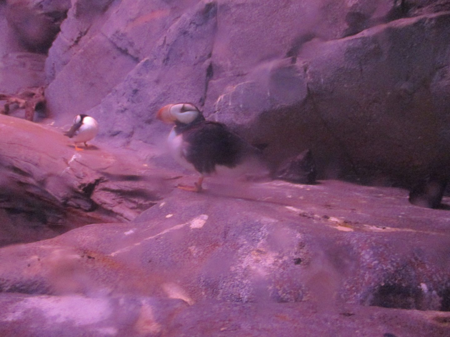 Horned puffins