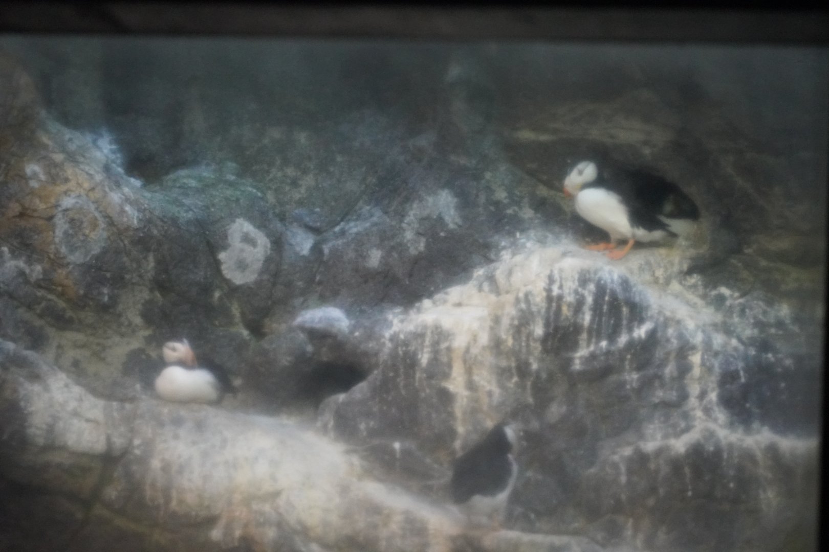 Horned Puffins