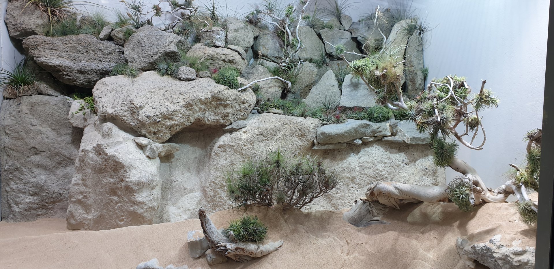 Horned Rattlesnake exhibit, Exotarium