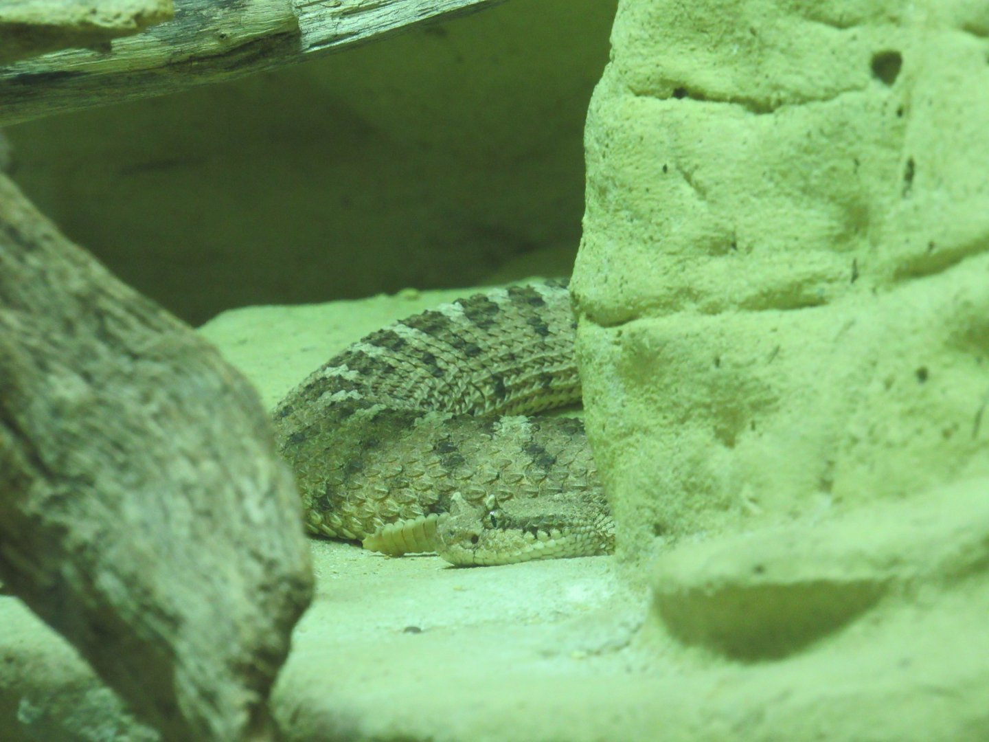 Horned Rattlesnake