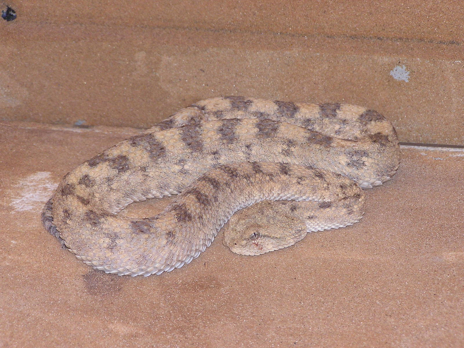 Horned sand viper/ Cerastes cerastes gasparetti