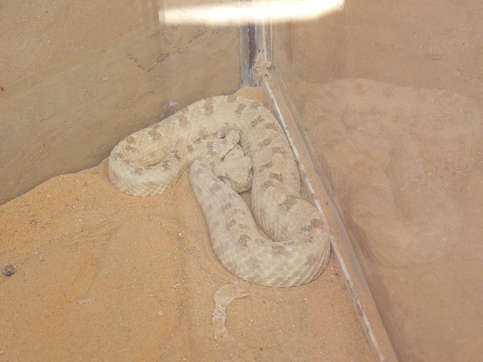 Horned sand viper/ Cerastes cerastes gasparetti