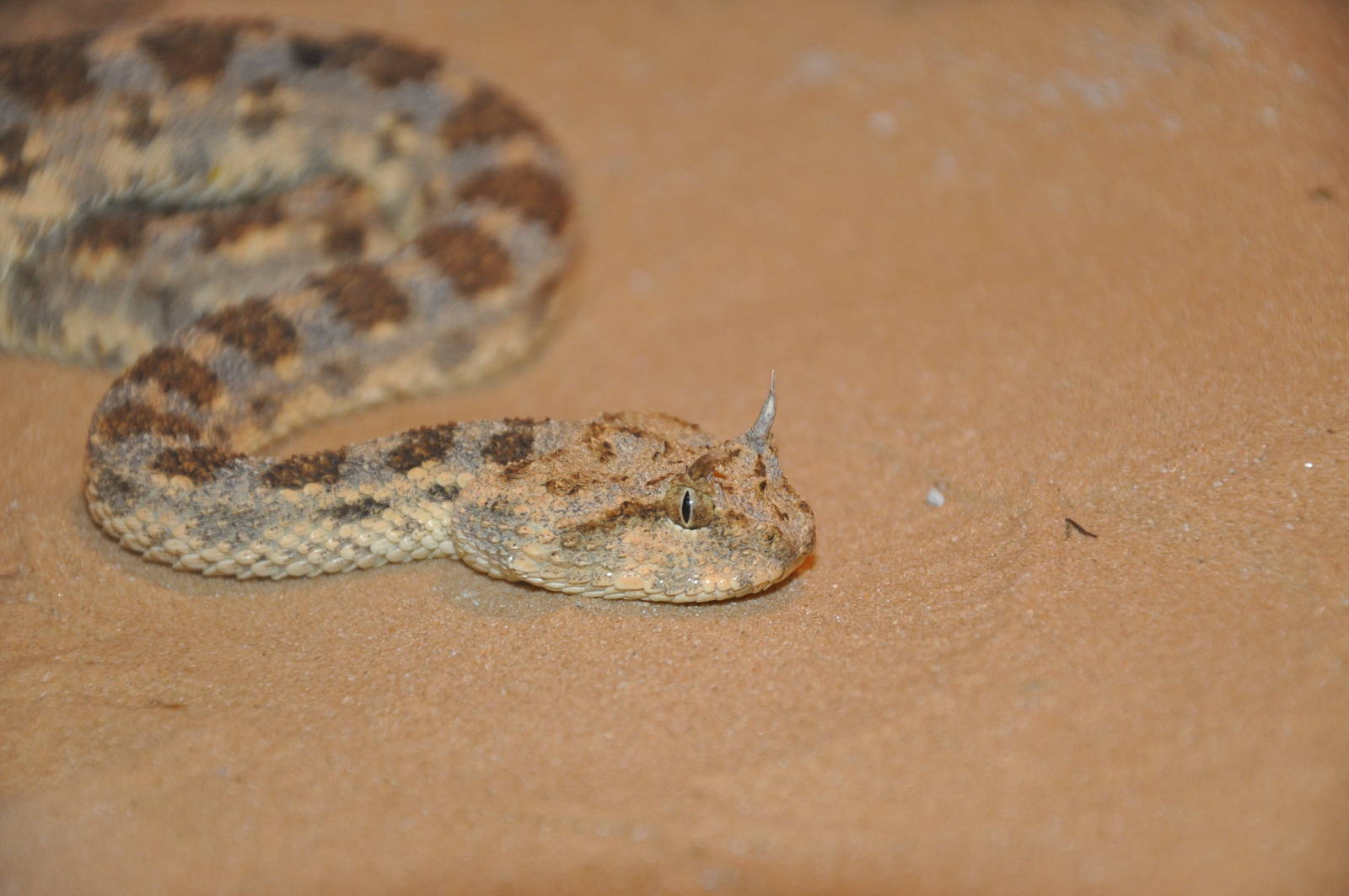 Horned sand viper / Cerastes cerastes