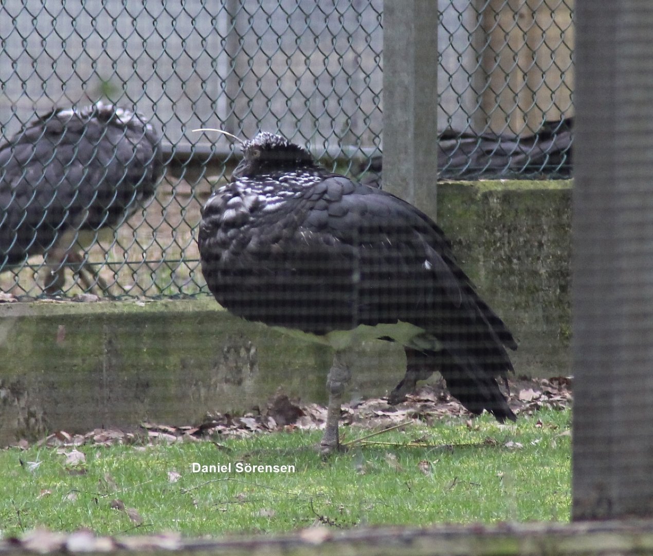 Horned screamer (23/3-19)