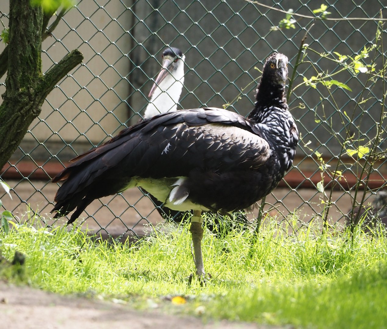 Horned screamer (Anhima cornuta), 2024-05-21
