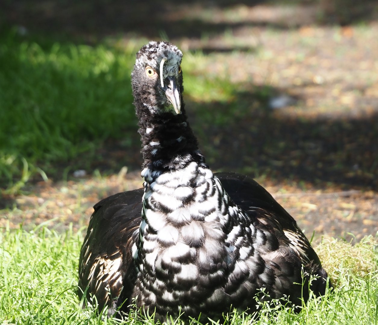 Horned screamer (Anhima cornuta), 2024-05-24