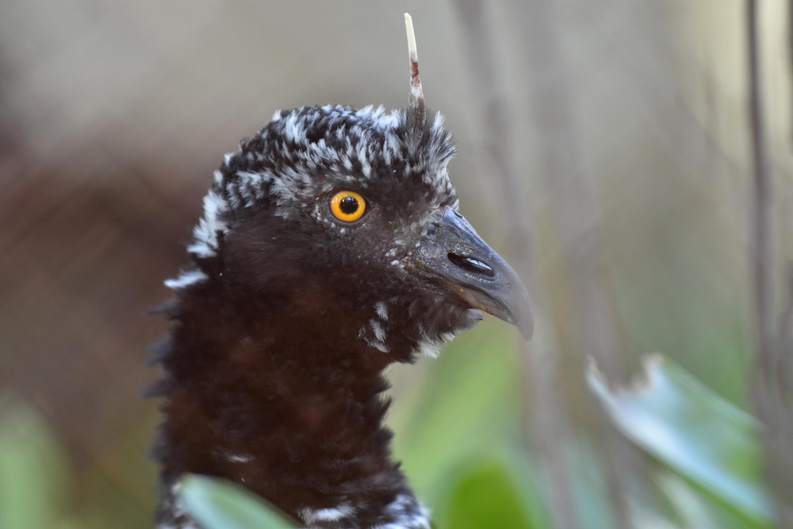 Horned screamer  (Anhima cornuta)