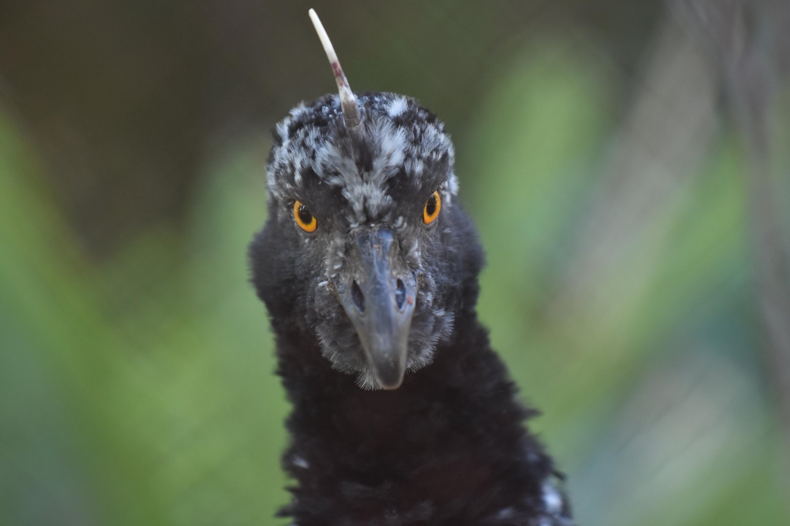 Horned screamer  (Anhima cornuta)