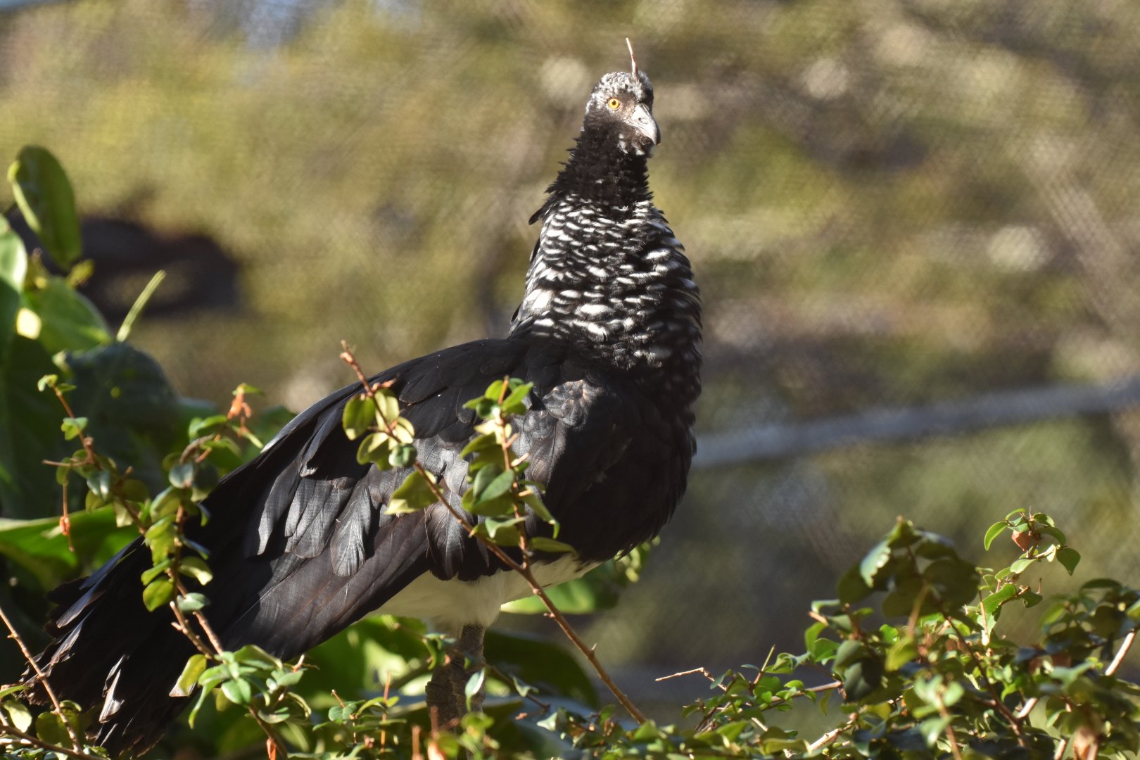 Horned screamer  (Anhima cornuta)