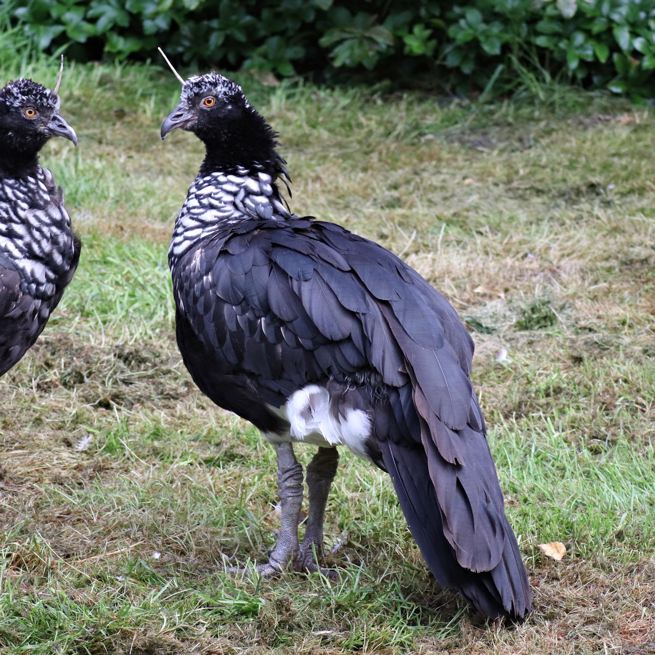 Horned screamer (Anhima cornuta)