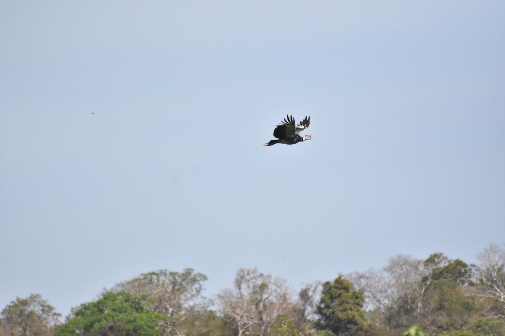 Horned Screamer (Anhima cornuta)