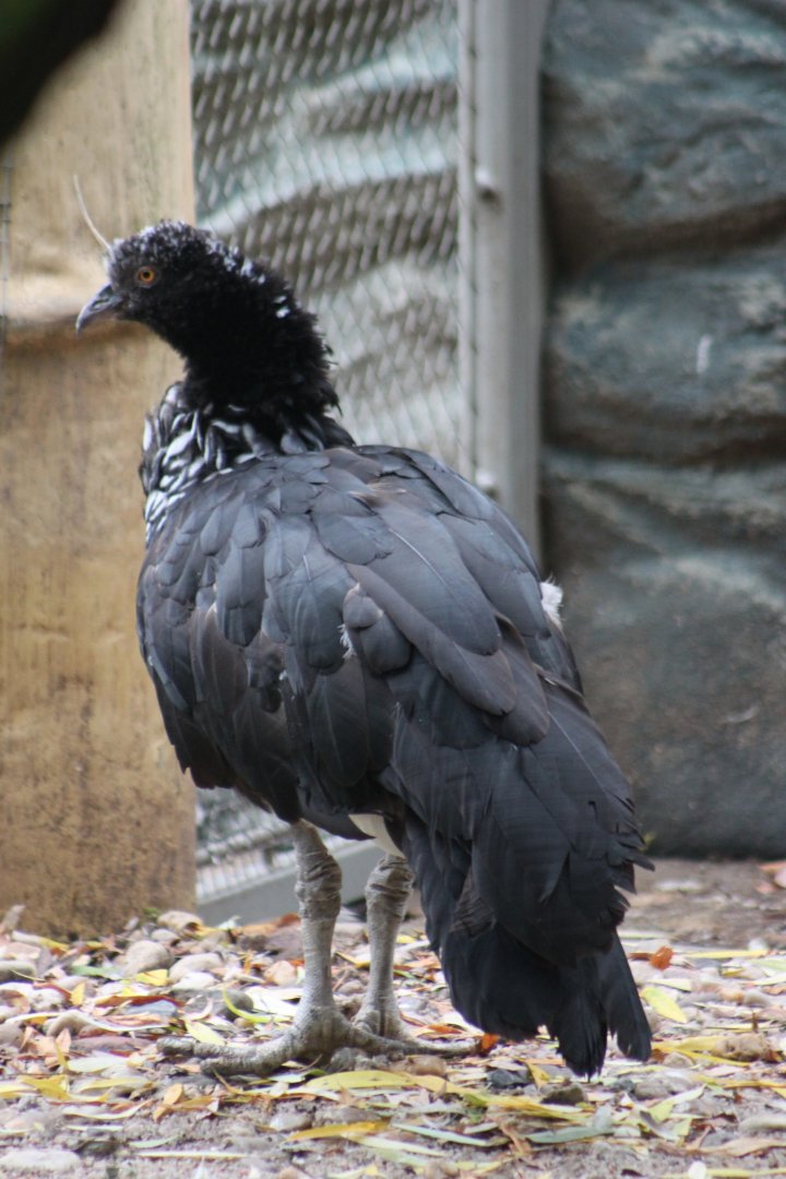 Horned screamer (Anhima cornuta)
